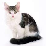 cats_6 (47)