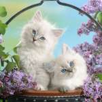 cats_d@ra_september (36)