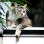 city_cat_5da-000299-nl