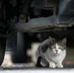 city_cat_5da-000886-nl