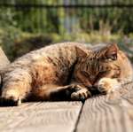 city_cat_5da-007056-nl