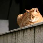 city_cat_5db-000608-nl