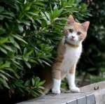 city_cat_5db-001148-nl