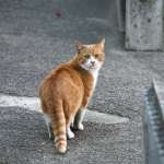 city_cat_5db-003311-x