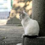 city_cat_10d-000146X