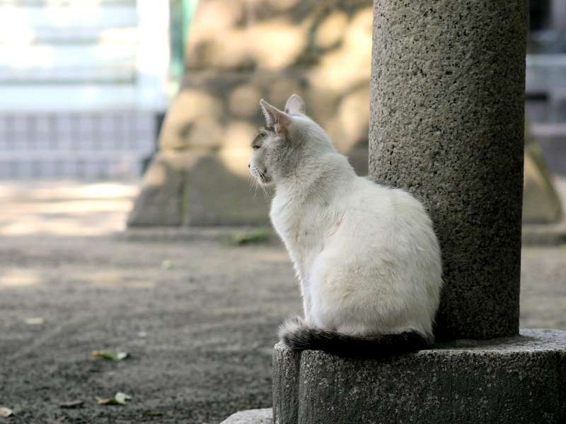 city_cat_10d-000146X