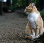 city_cat_10d-003950X