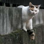 city_cat_20d-000898X