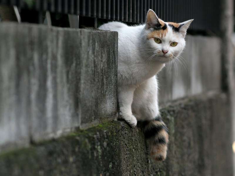 city_cat_20d-000898X