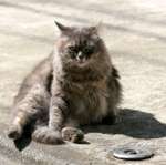 city_cat_20d-005942X