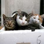 city_cat_ds2-000814X