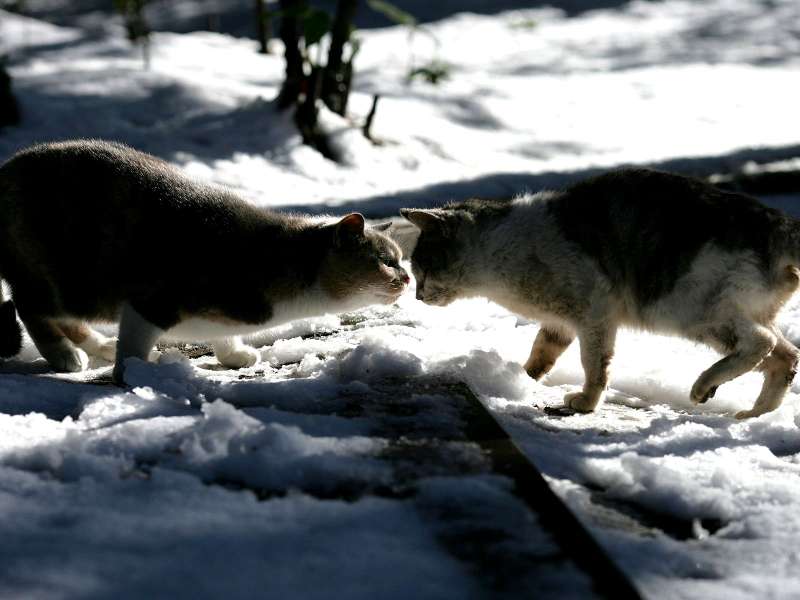city_cat_ds2-001556X