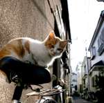 city_cat_ds2-002480X