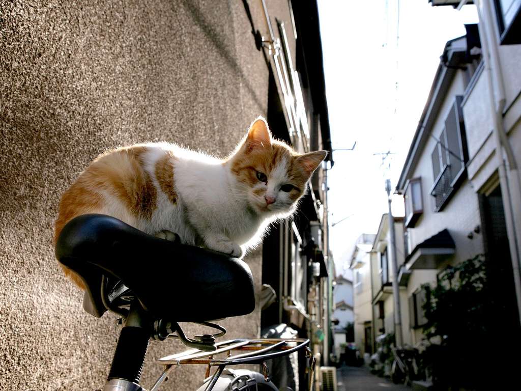 city_cat_ds2-002480X