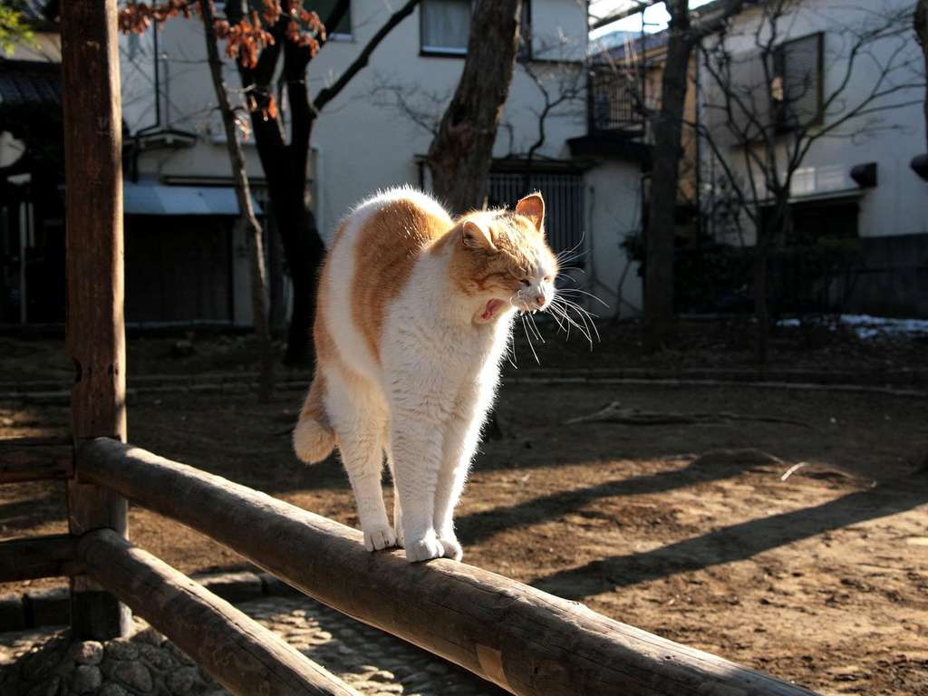 city_cat_img_7672-x