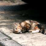 city_cat_kdn-002624-nl