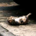 city_cat_kdn-002628-nl