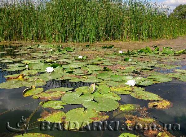 Фото кувшинок