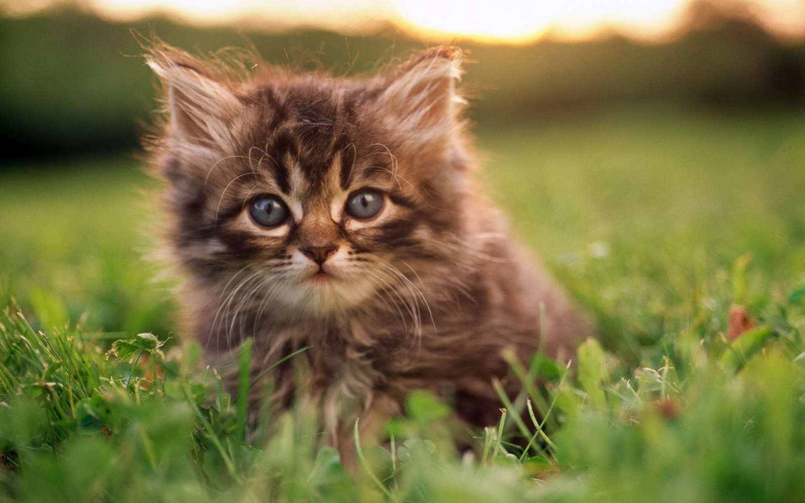 cats_5 (73)