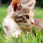 cats_5 (81)