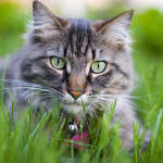 d@ra_cats_01_09 (13)